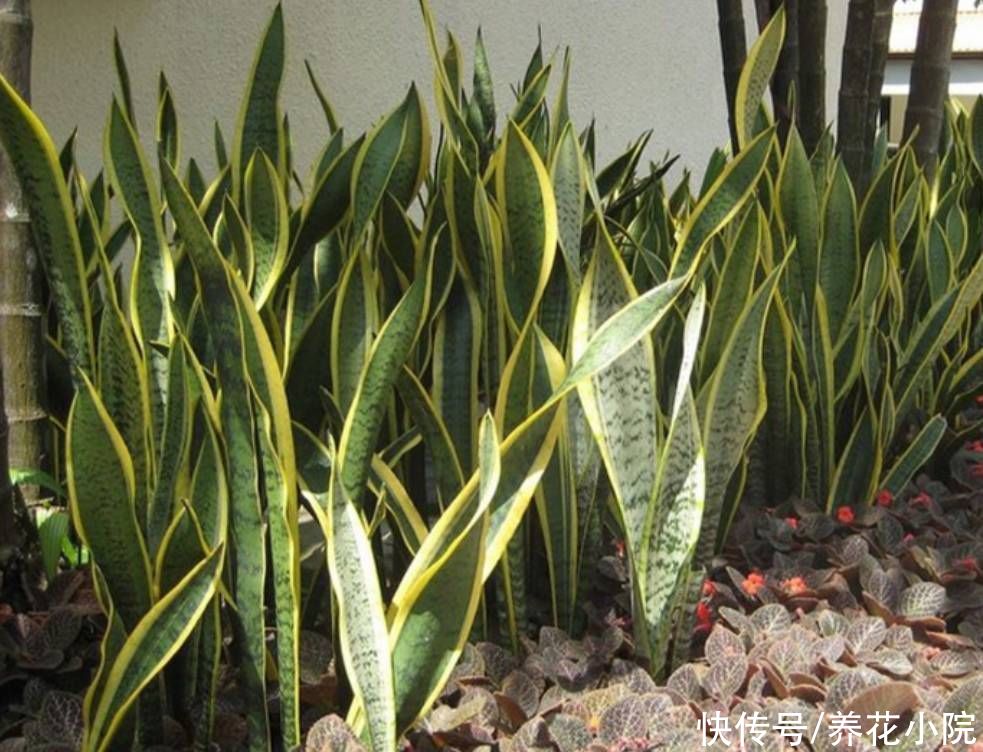 君子兰|6种花怕水涝，浇水太勤总也养不好，不是烂根就是黄叶