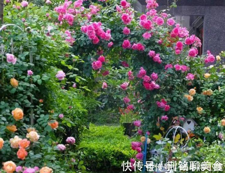 花海|夏天就养4种花，好养易活，开花多，开花200天，家里开成花海！