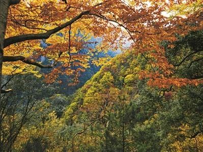  缤纷|追秋去 彩叶缤纷如打翻调色板
