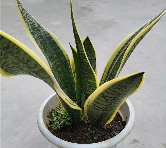 养护|2种常见的花卉,养护起来简单省心,摆放在家里漂亮又美观