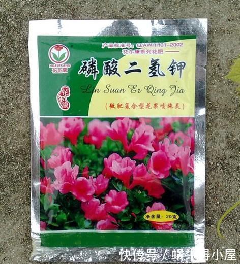 生根|养君子兰用点它,三天生根,10天就发新叶,植株健壮挺拔