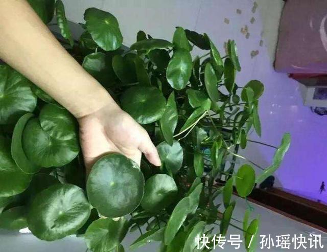 铜钱草又黄又瘦小掌握3个技巧,叶子肥绿,满盆大铜钱