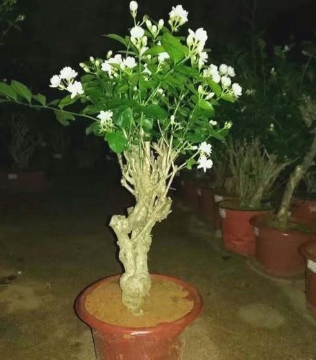 有3种花卉，若养得越长久，就可以成为花中“长老”，价值不菲