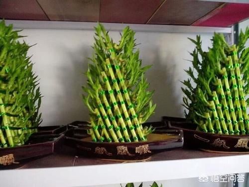 我最近在花市买的富贵竹，在家放在水中，近二十来天了还没事生根，是什么原因？