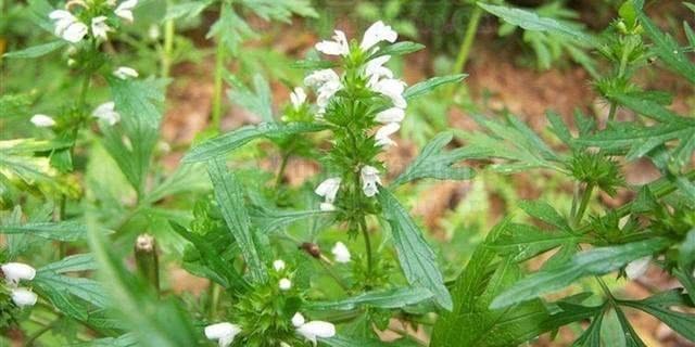 经期|妇科炎症总不好常吃7种食物,助你消炎杀菌,远离妇科病