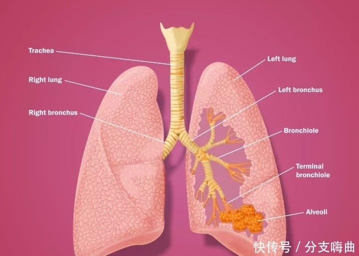 小儿支气管炎|宝宝咳嗽是支气管炎吗？肺炎、支气管炎的征兆有哪些？