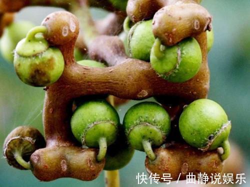 天宝蕉|农村“正在消失”的3种野果,全吃过的不多,你们吃过几种