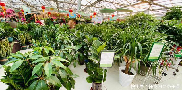 北京开了第一家绿植花卉大超市,就在南三环边上明码标价新鲜实惠