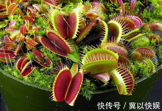 喜欢养花,不如养盆栀子花,光照越强,开花越旺,花色艳丽美美的