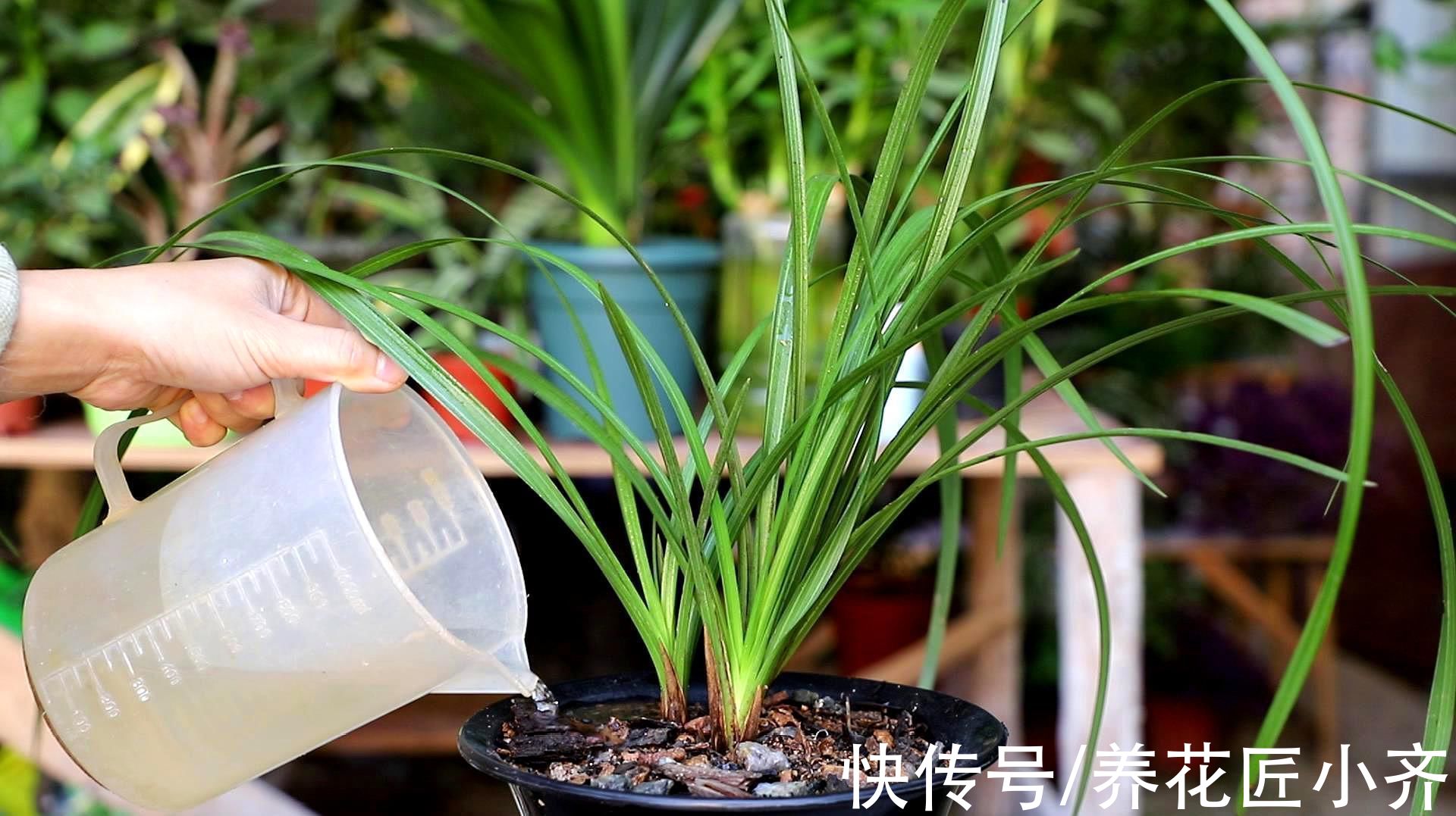 兰花长势旺盛开花多，养根是关键，掌握技巧才能满盆大白根