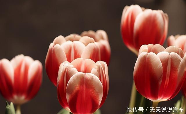 这些花就适合小盆养,耐旱,怕涝,浇越多死越快