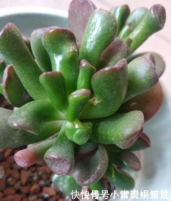 养护|家里养盆“吸财树”,好运财运都吸来,养得越久福气越深!