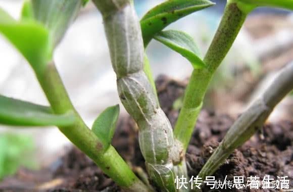 肝病|藏在身边的天然“养肝王”, 每天吃一点, 排毒又养肝, 肝病不来扰