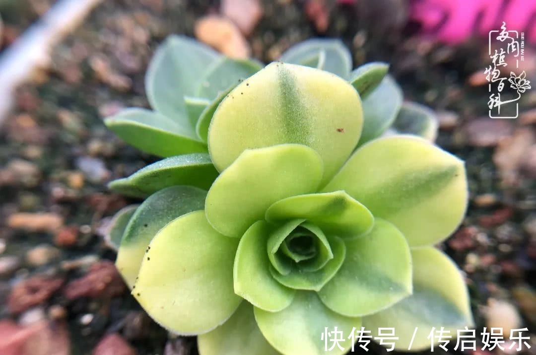 科普“山地玫瑰锦”万中无一,仙气缭绕!附养护知识!