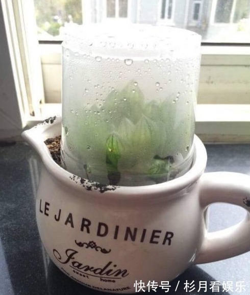 媳妇养多肉有个性，给盆栽套上可乐瓶，结果全家都被下了禁令
