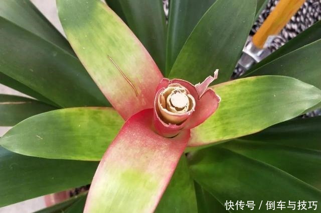 8种花,开完花别急着丢,剪一刀还能继续开!