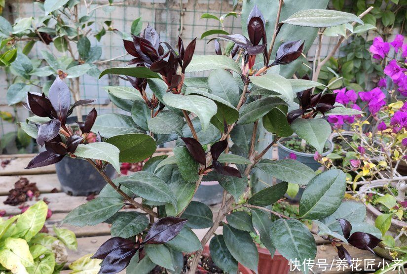养花的4种虫害，打药都很难清除，如果遇到，用这些方法试试