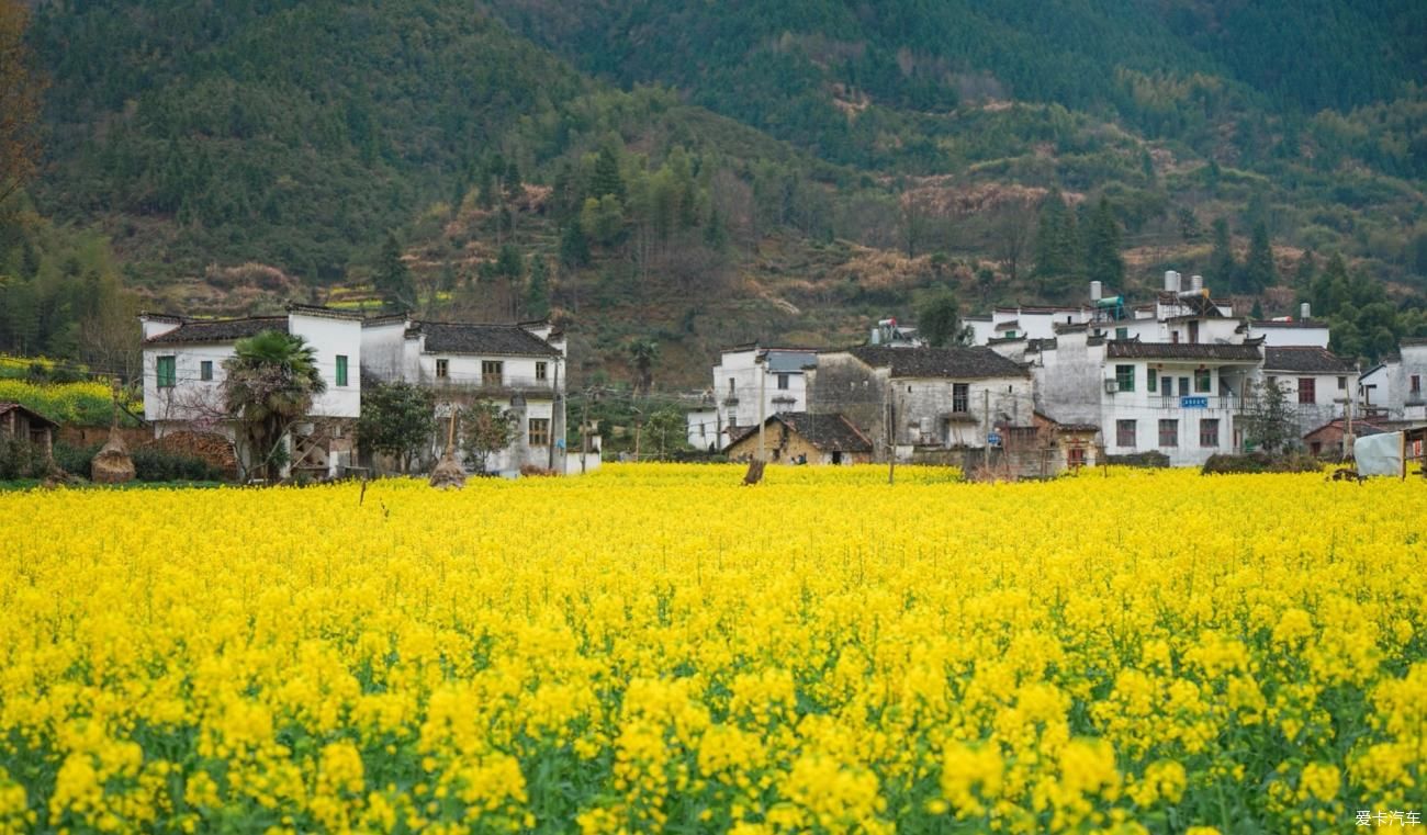 我又来婺源欣赏油菜花了