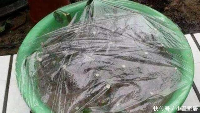 花盆|塑料袋用完先别扔,套在花盆上,用处多多!