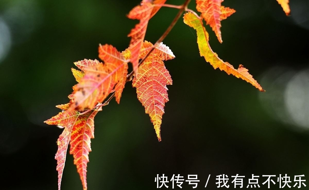 相思$秋风吹,落叶黄,谁的相思在弦上忧伤,谁的深情一望再望