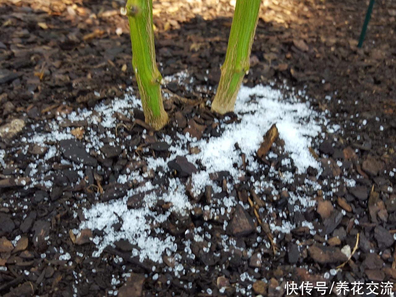 养花时分清植物缺乏哪种肥料，黄叶及时用这种肥，快速恢复翠绿