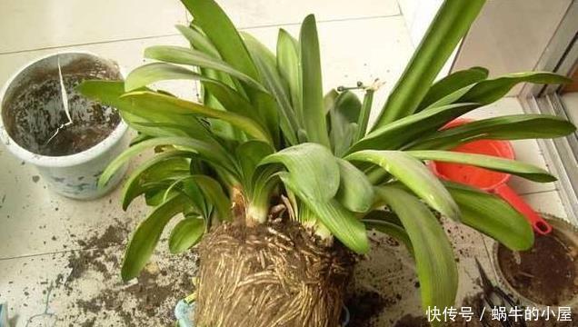 养君子兰,这两样东西放盆里,开花一年比一年多,侧芽长爆盆