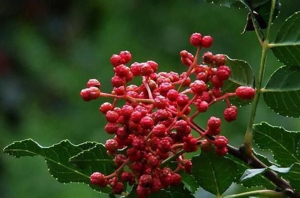 佛手柑内酯|花椒的2种茶做法,每天喝一杯,黑臭宿便排出来,口臭全消失