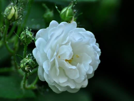 喜欢菊花 不如养盆 花中珍品 白蔷薇 娇而不羞 美而不艳 快资讯 喜欢菊花 不如养盆 花中珍品 白蔷薇 娇而不羞 美而不艳 快资讯
