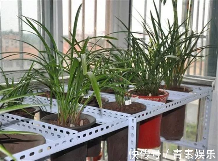 封闭式阳台也能养出一屋子的兰花,光照和湿度管理很重要!