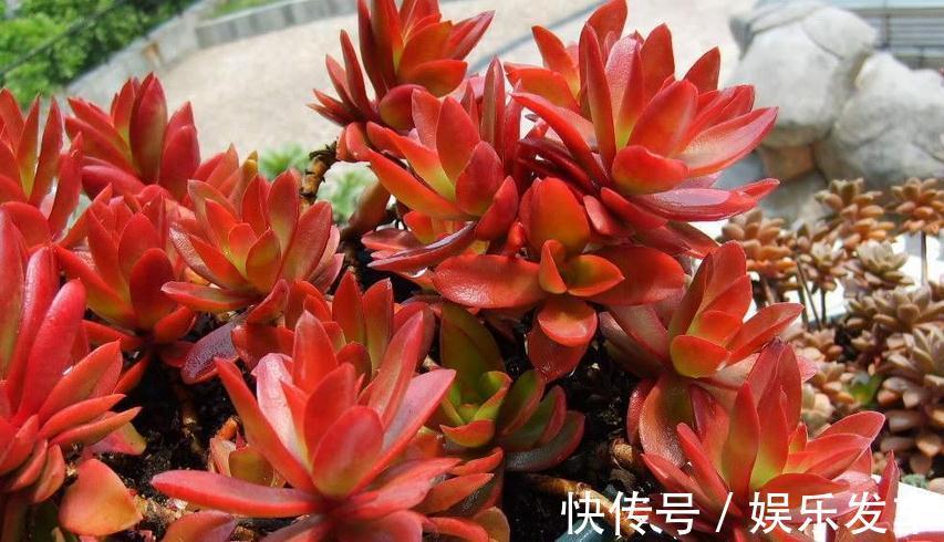 叶片|多肉火祭叶子不是火红色，有点徒长？把控住4点，问题迎刃而解