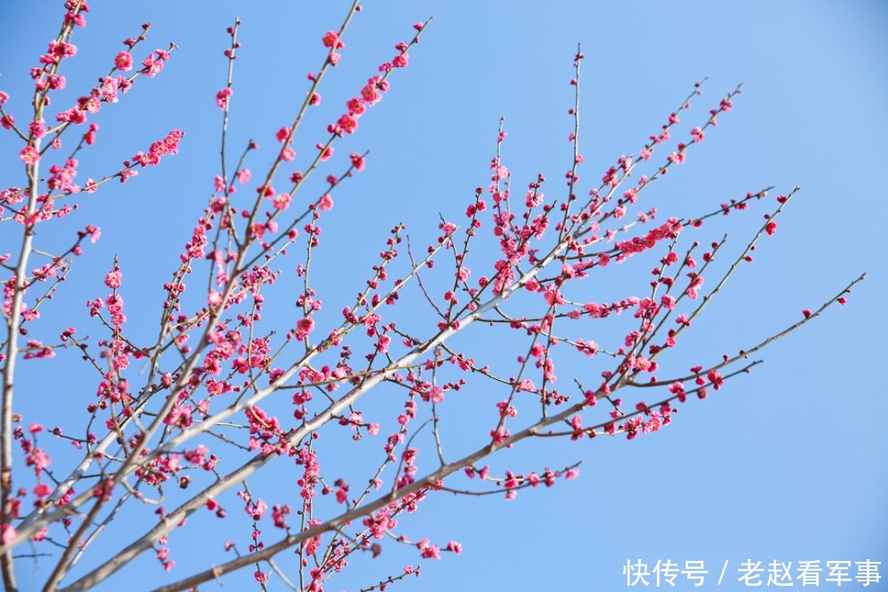 赏景啦!新年添喜色,西昌湿地公园梅花绽放