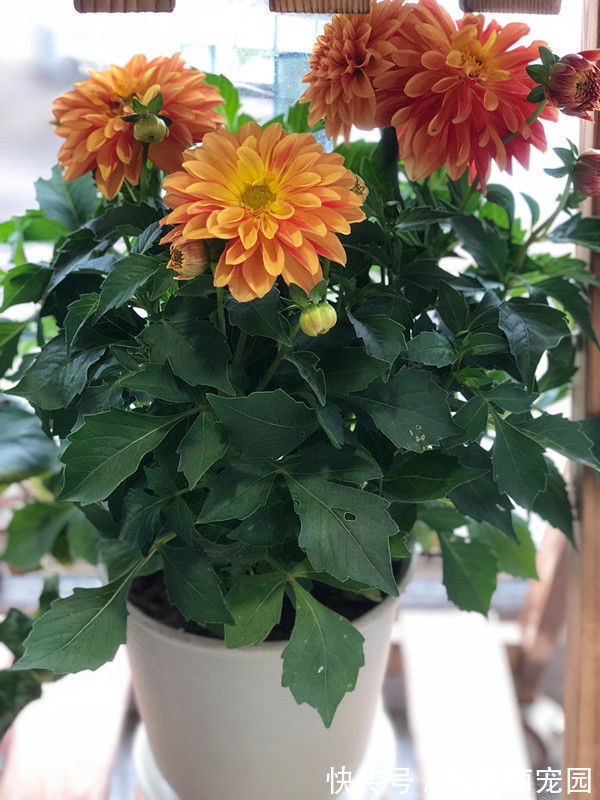 喜欢玫瑰，就养盆“精品玫瑰”宠爱小姐，花开浓艳，诱人美丽！