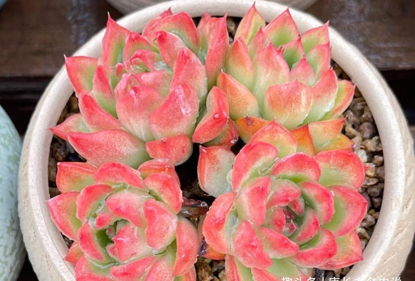 菲欧娜|不爱长杆子的多肉？试试这10个品种，我养好多年了它们还是没长高