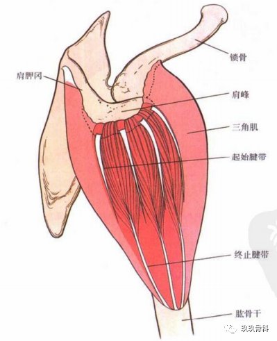 肩关节外侧入路|图文详解 | 肩关节