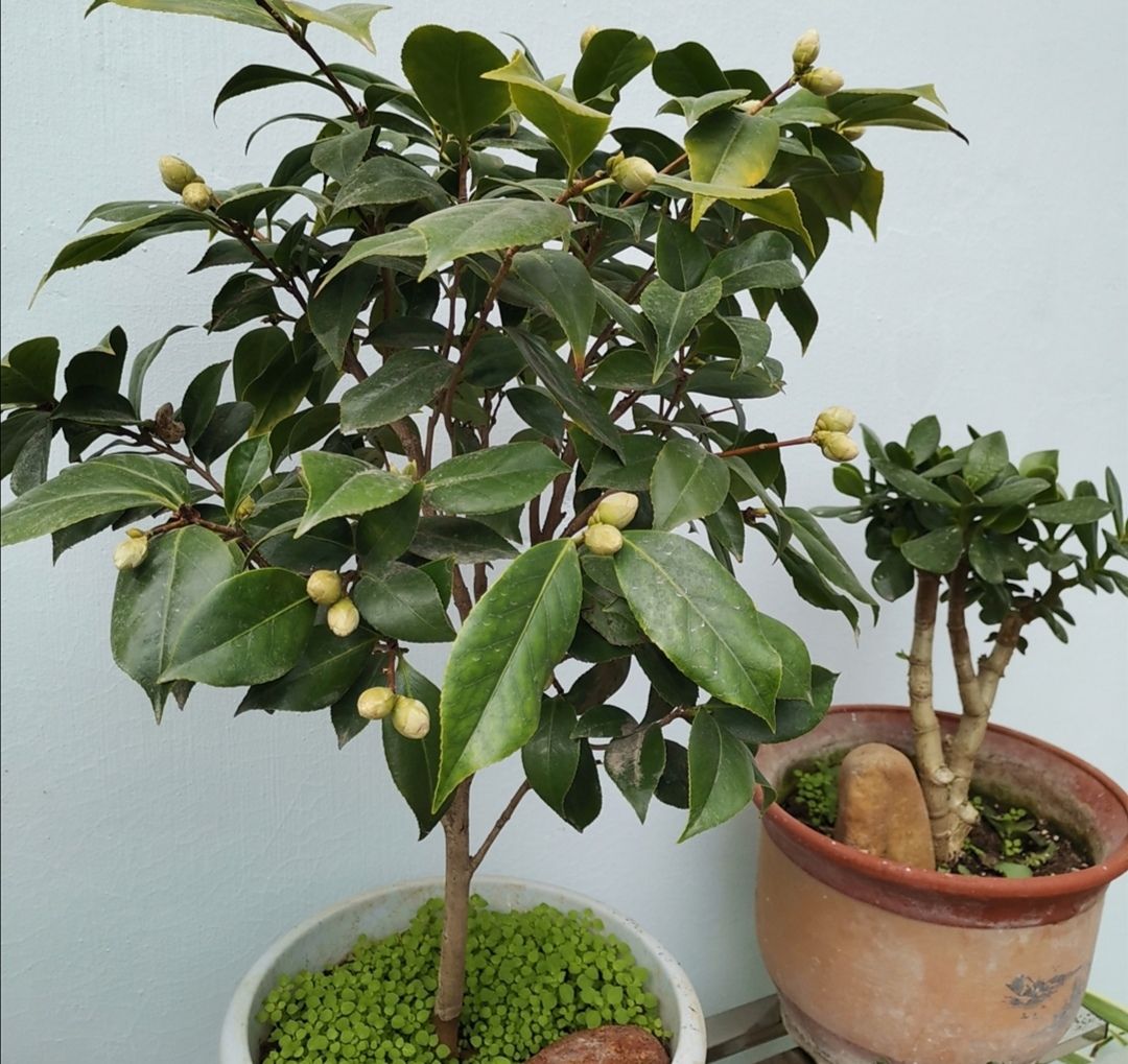 茶花掉花苞,多是4个原因造成,要及时调整养护方法