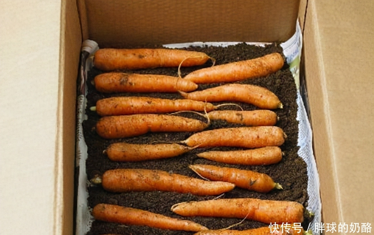 买胡萝卜时,牢记“3买3不买”,学会不吃亏,菜贩也坑不到你