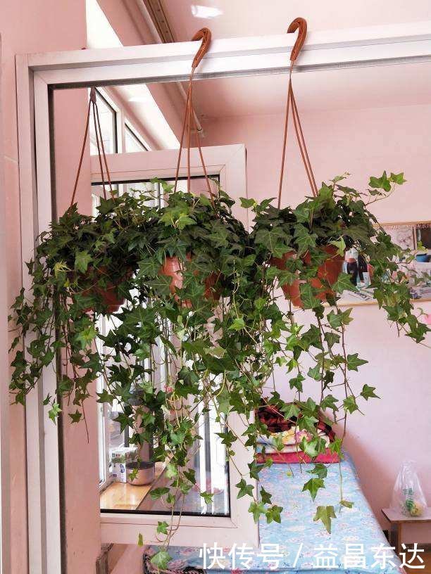 冬天开窗少,室内空气差,3种花净化空气效果好