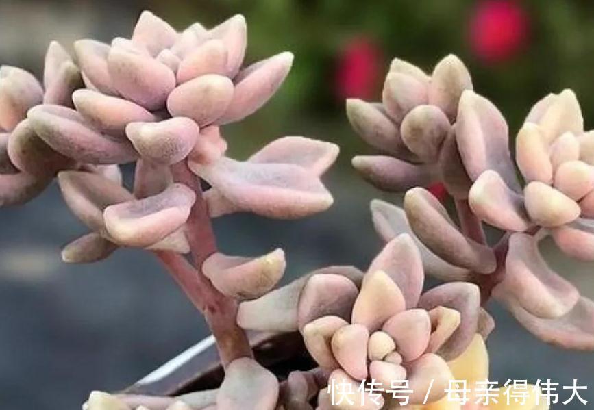最好养的3种多肉,适合阳台党,上色快又漂亮