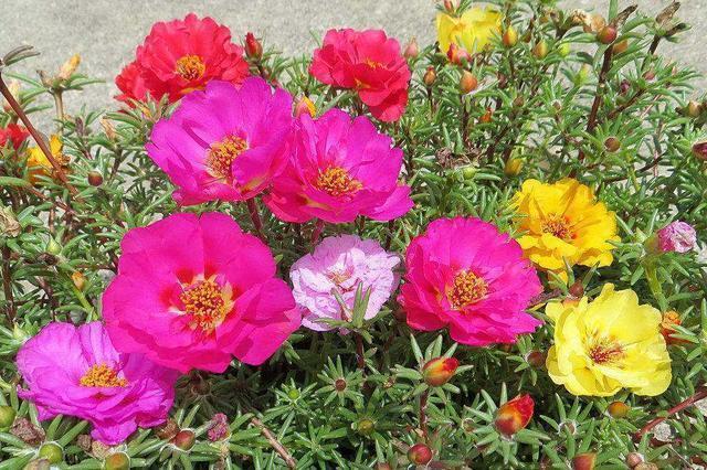 开花|太阳花根茎软倒伏不开花,抓紧时间“剃光头”,夏末还能开一茬