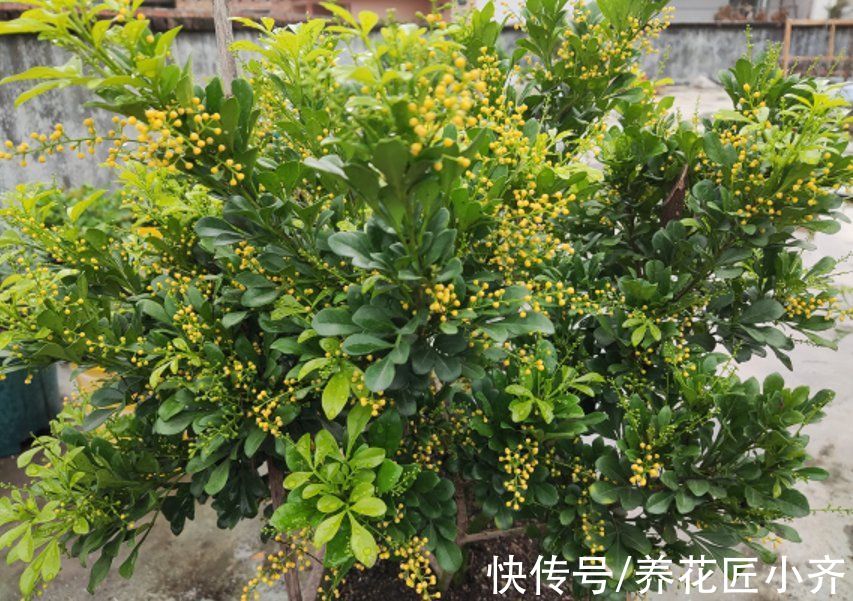 弱枝|五种“漂亮花”，春天升温赶紧剪，冒芽新枝壮，开花多又大