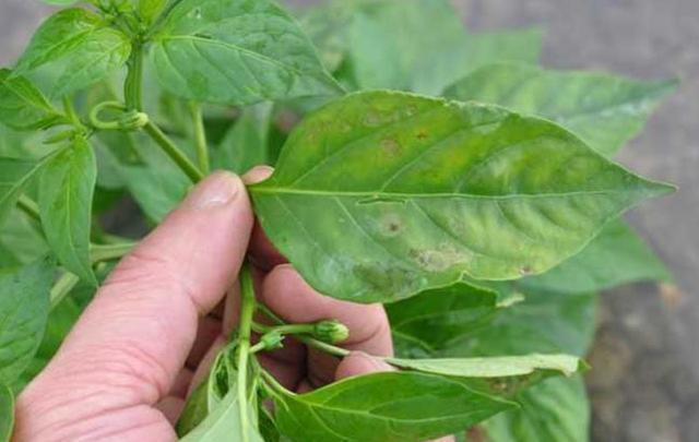 人们只吃它的果实,殊不知叶子也是宝,含钙量很高,不懂可惜了