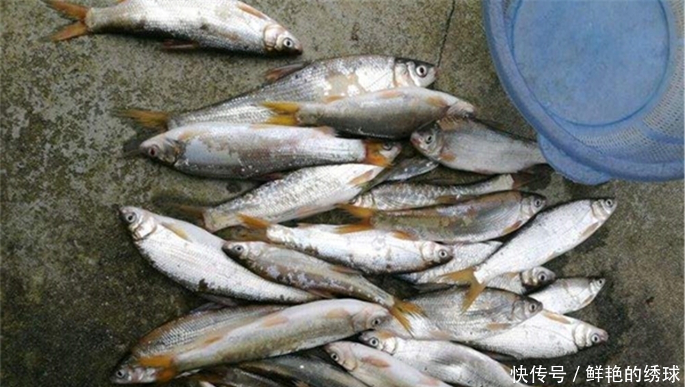 黄尾鲴|手竿钓黄尾鲴,可以用这些调漂方法,正口多锚鱼少!