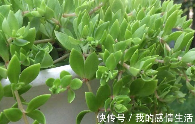 泡水|此野草,全身都是宝,用它泡水喝,清热解毒、身体好