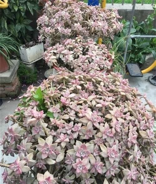 都在养“多肉”？那你见过养了15年的“胧月”，是什么样吗？