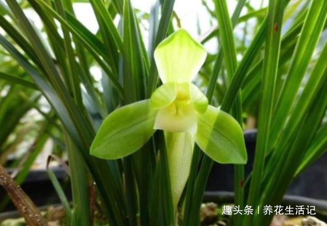 浓度|兰花出现干尖问题,只需把住“4点”就能解决,以后不再出现!