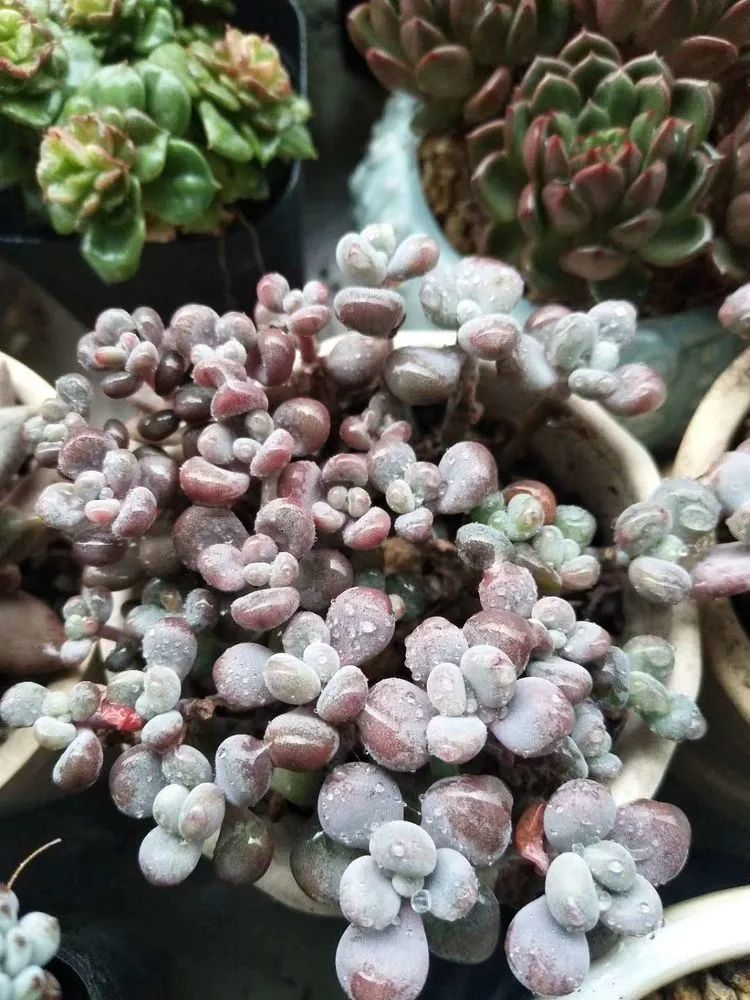 观音莲|90后川妹子的“丑肉”逆袭记!时光不弃,多肉常在!