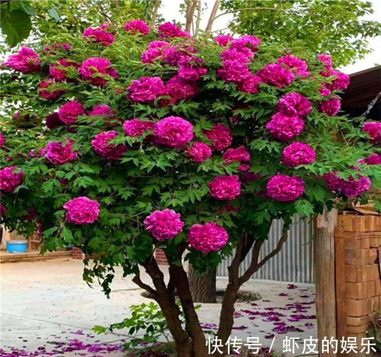 牡丹花|元旦前,“七种花”赶紧搬到阳台上冻一冻,生长茂盛,花苞呼呼冒