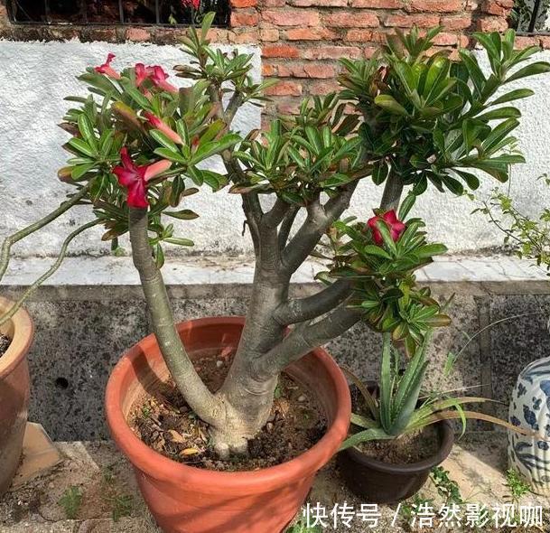 盆栽|春夏交替,养啥花省心简单家庭盆栽5款植物,装饰效果佳