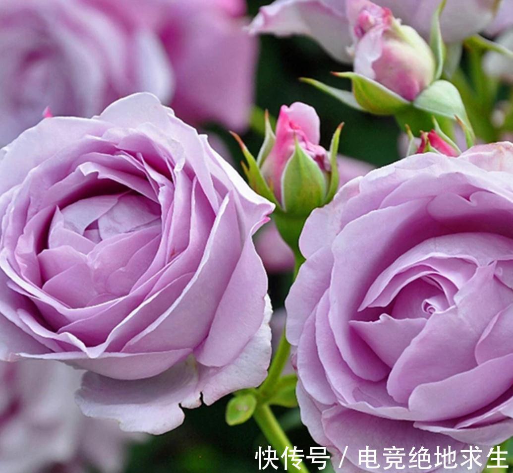 蓝色阴雨，蓝色风暴，两款蓝紫色月季花，优缺点对比