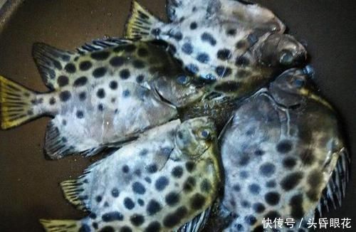 买鱼时，优先选择这6种鱼，肉多刺少营养也高，贵也要多给孩子吃